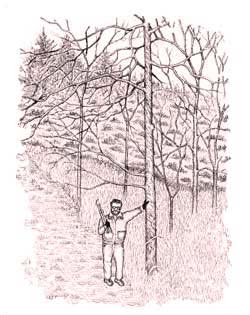 Natural Forest Stewardship